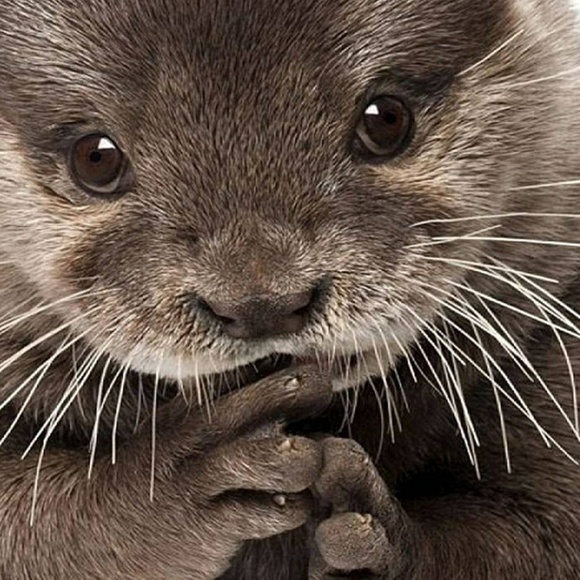 ottertoes